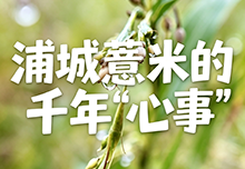 浦城薏米的千年“心事”