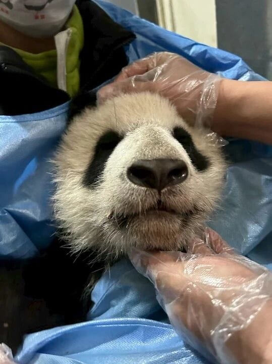 全球首例大熊猫下颌正畸治疗在成都完成