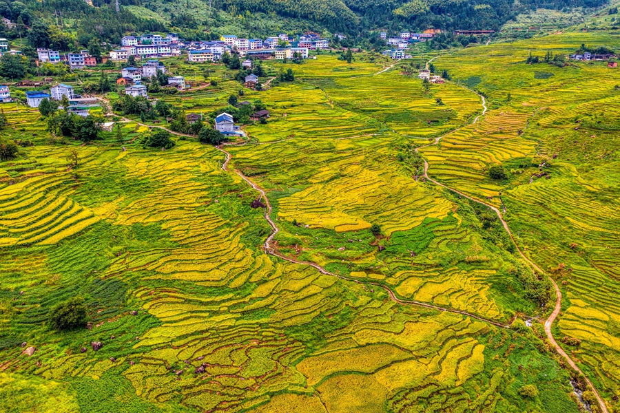 万亩金黄，秋景如画。