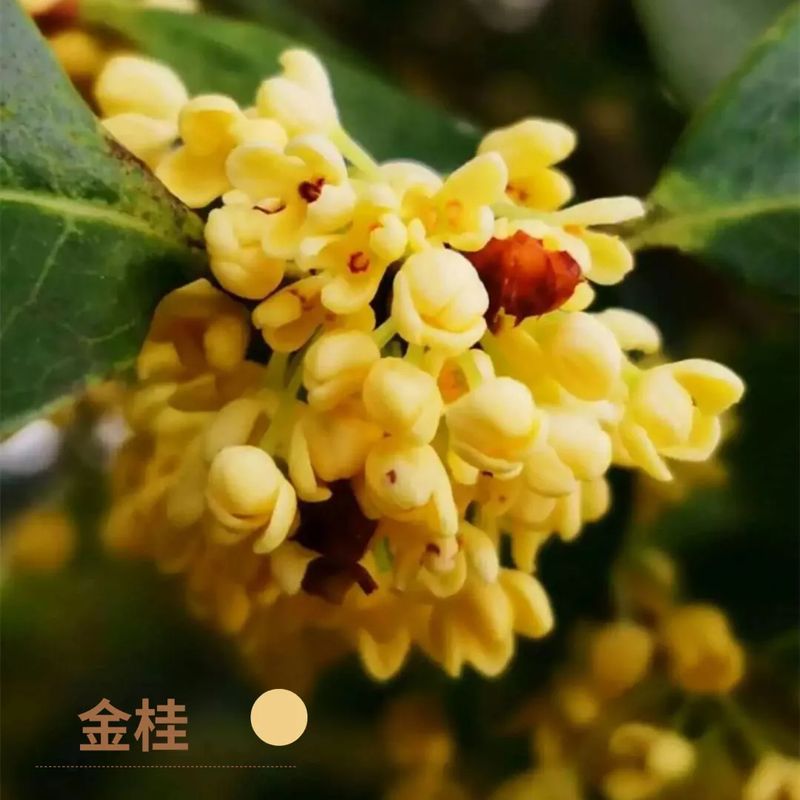 好香！福州鼓岭第一波桂花开啦！快来打卡