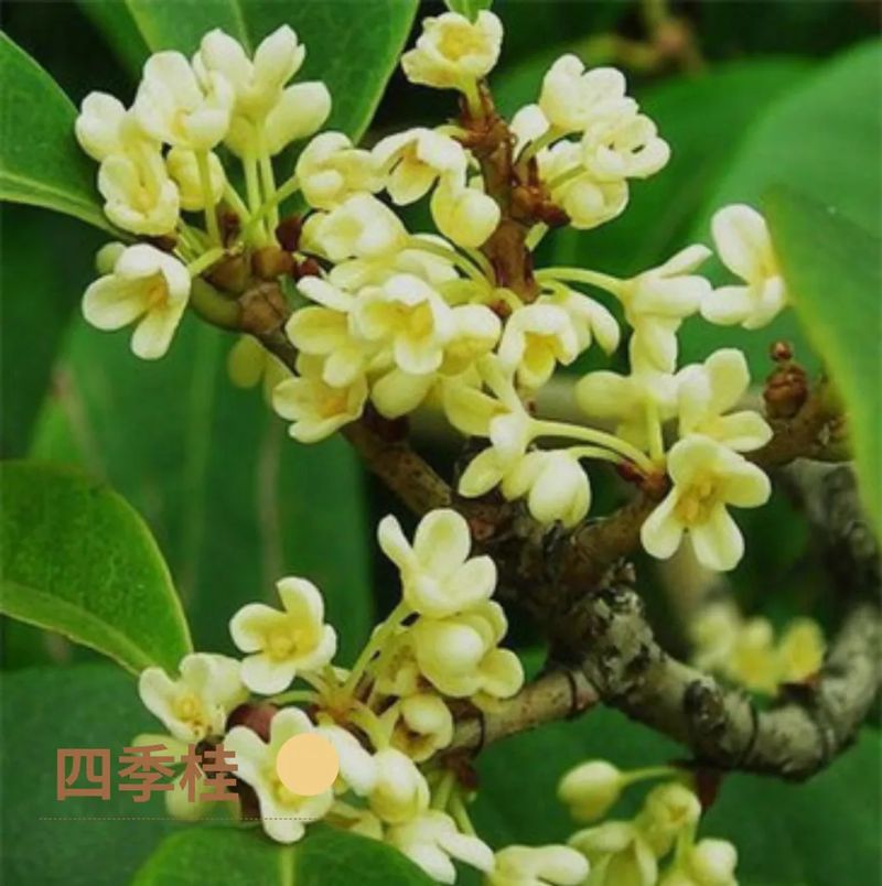 好香！福州鼓岭第一波桂花开啦！快来打卡