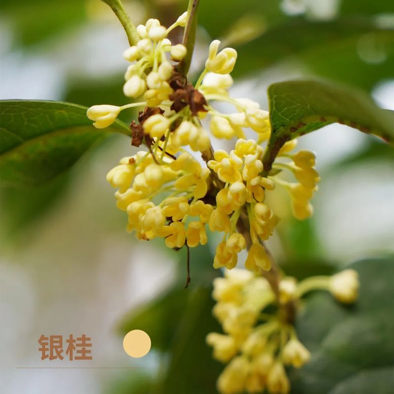 好香！福州鼓岭第一波桂花开啦！快来打卡