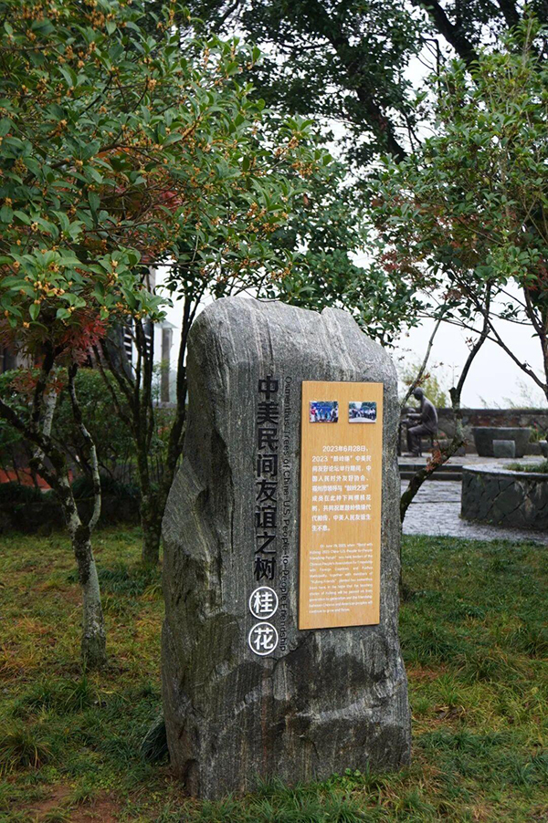 好香！福州鼓岭第一波桂花开啦！快来打卡