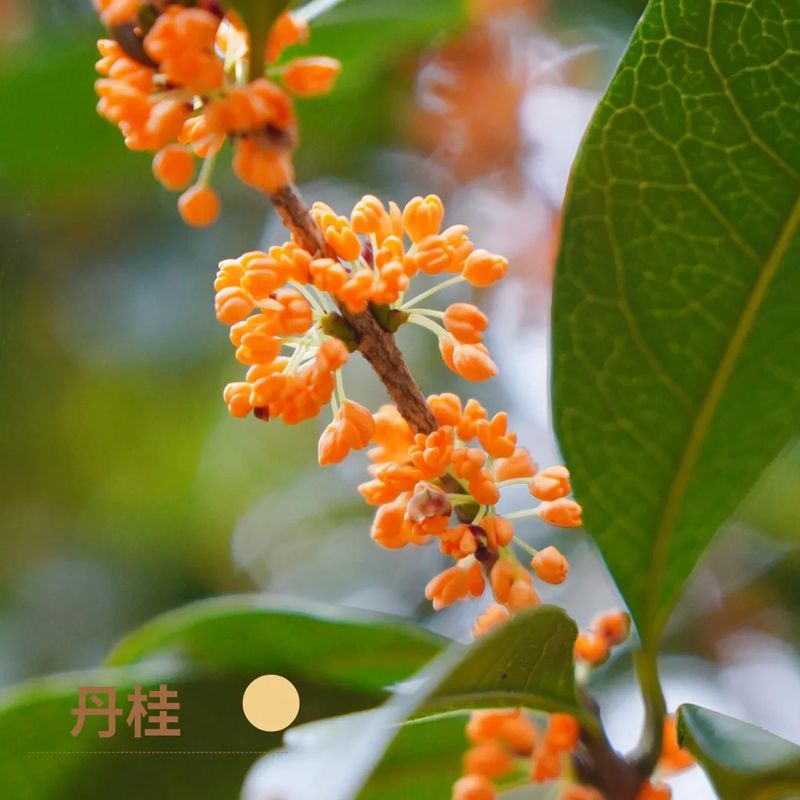 好香！福州鼓岭第一波桂花开啦！快来打卡
