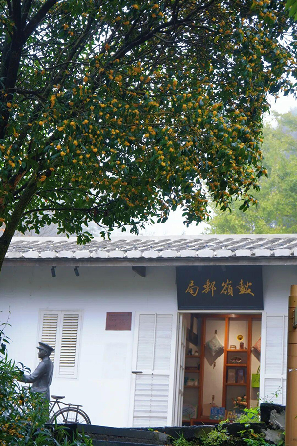 好香！福州鼓岭第一波桂花开啦！快来打卡