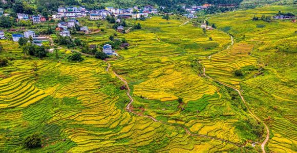 万亩稻浪翻金 尤溪联合梯田进入最佳观赏期