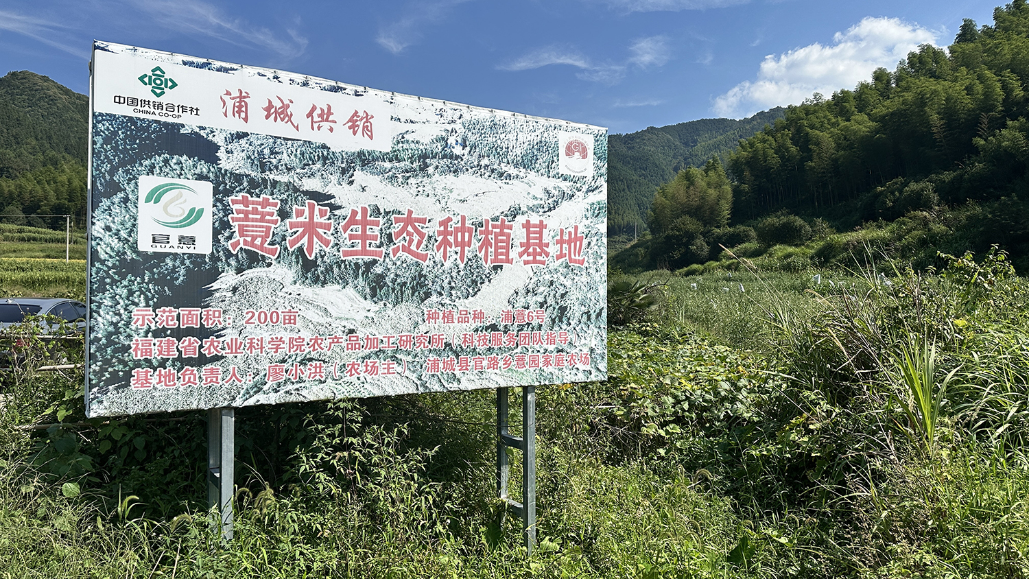 &ldquo;官薏&rdquo;薏米生态种植基地，种植品种为&ldquo;浦薏6号&rdquo;。海峡网记者 李牧晨 摄
