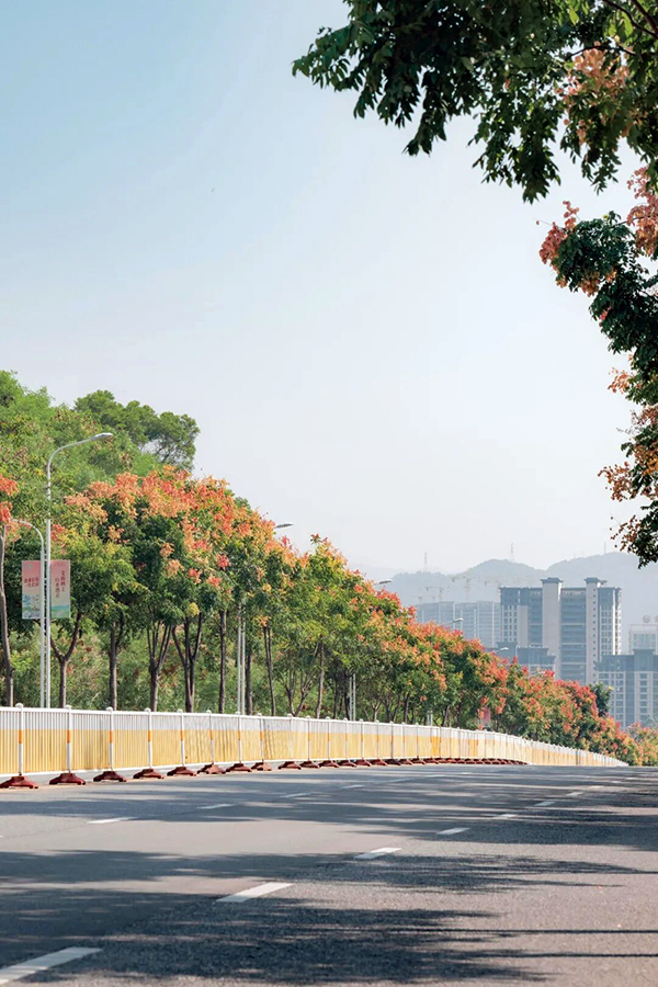 福州长乐东鹤路、凤翔路沿线栾树进入最佳观赏期，粉红灯笼状果实缀满枝头，与蓝天、楼宇相映成趣，为城市道路铺展出一道温柔的秋日风景线。