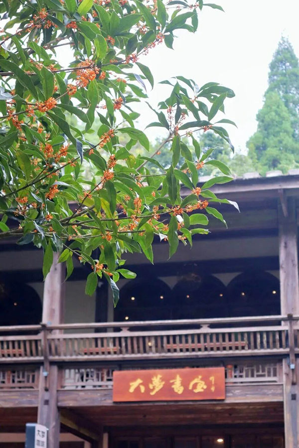 当秋风漫过鼓岭山林，千年柳杉簌簌摇曳，百年桂花悄然盛放，银杏待染金黄，枫叶渐露绯红，属于鼓岭的秋天如约而至。