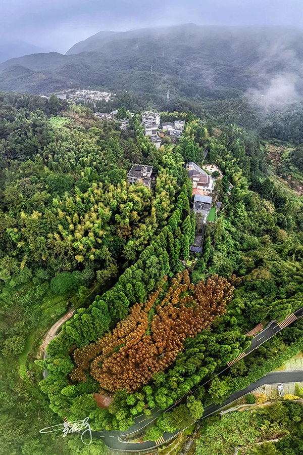 鼓岭桂花已开。鼓岭管委会供图