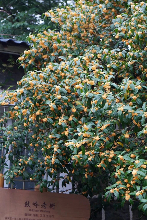当秋风漫过鼓岭山林，千年柳杉簌簌摇曳，百年桂花悄然盛放，银杏待染金黄，枫叶渐露绯红，属于鼓岭的秋天如约而至。