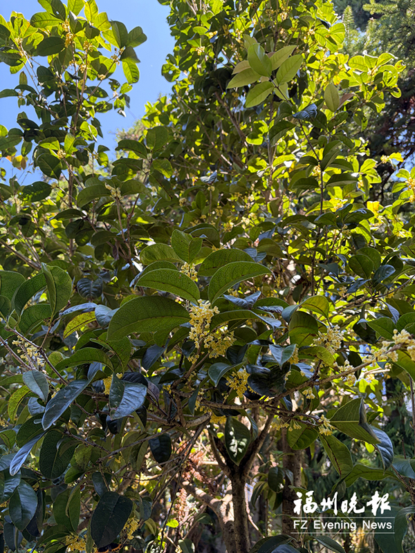 鼓岭桂花已开。鼓岭管委会供图