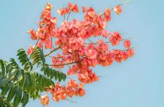 超出片！长乐这条“花境大道”，你打卡了吗?