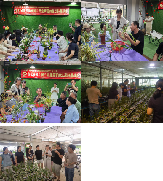 科技送下乡 兰香助振兴——福州市花卉协会“联村联企送科技”赋能国兰特色产业
