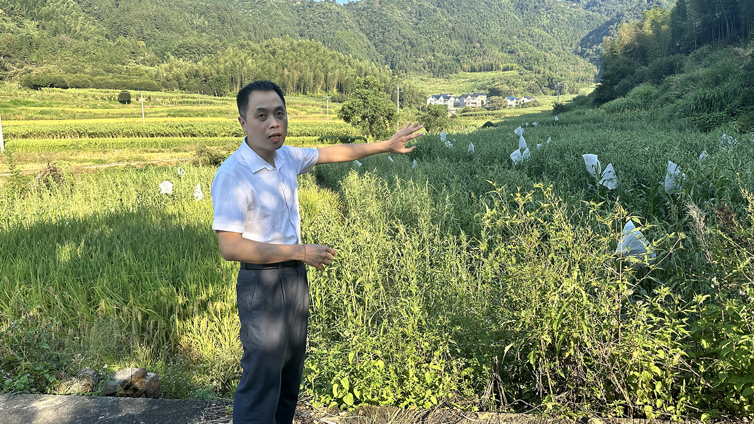 魏毅东介绍薏米育种基地。海峡网记者 李牧晨 摄