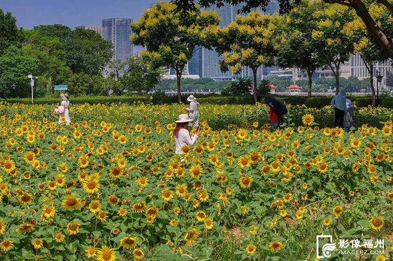 朵朵向日葵在阳光下肆意绽放，与蓝天、绿树一同勾勒出一幅明媚的秋日画卷，吸引不少市民游客前来打卡游玩。记者 包华 摄