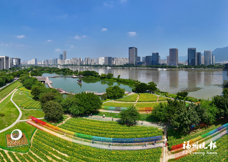 金灿灿的向日葵花海，成为福州江滨一道靓丽的风景。记者 包华 摄