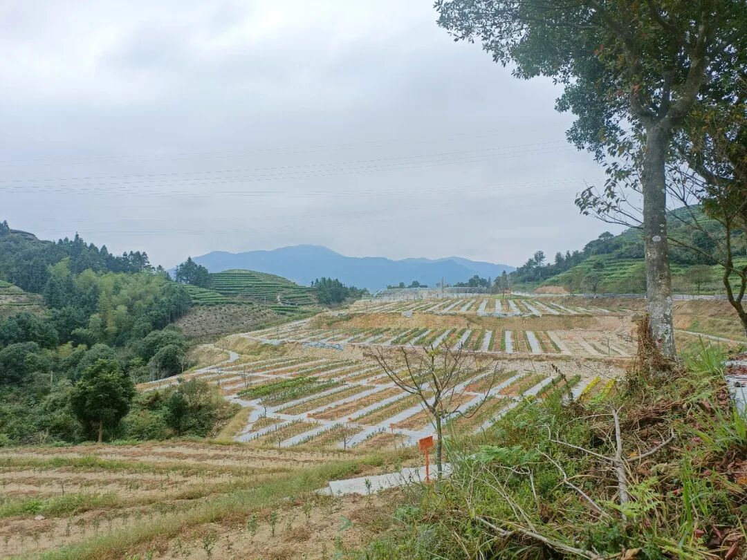 丰收有希望，白茶依然香
