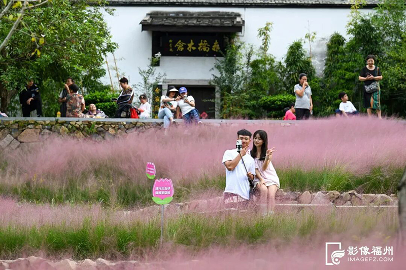 赤桥公园粉黛乱子草吸引游客前来打卡（资料图）。记者 池远 摄