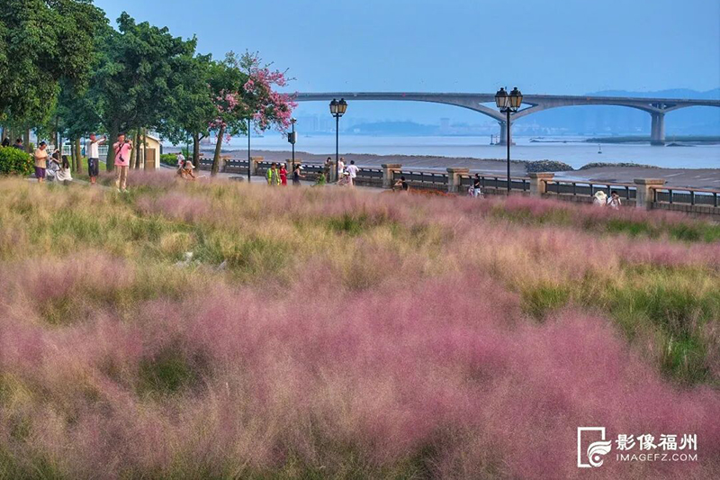 马尾东江滨公园的粉黛乱子草进入最佳观赏期，吸引众多游客。记者 包华 摄