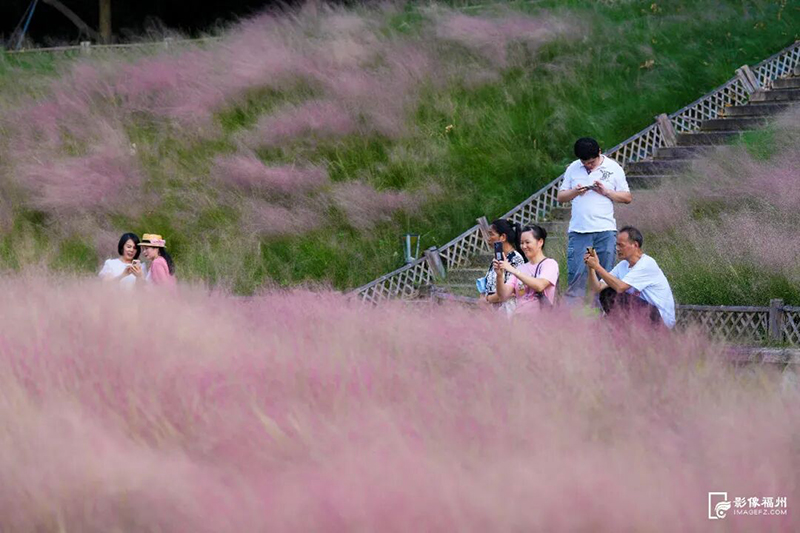 牛岗山公园的粉色花海惹人醉（资料图）。记者 包华 摄