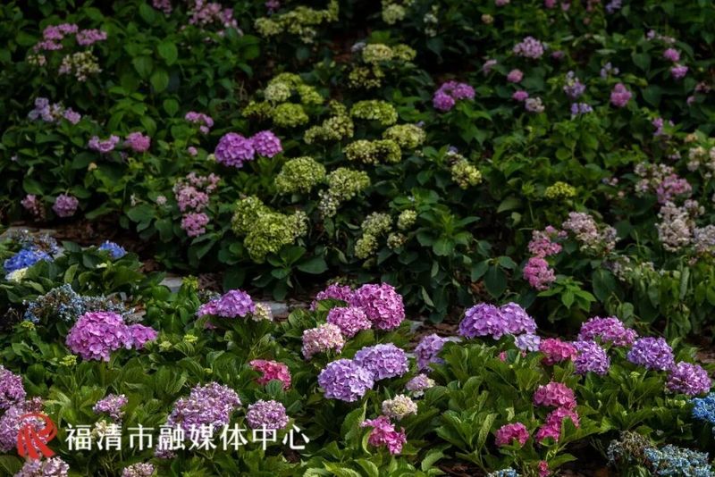坐落于小南洋村的中央公园苗木基地内，由福清市城投集团所属苗木公司自营打造的花间堂花艺休闲驿站于8月初动工，目前已全面完工。