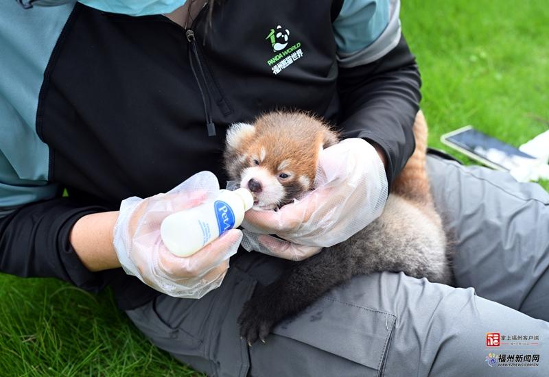 取名&ldquo;花卷&rdquo;&ldquo;花生&rdquo; 福州熊猫世界迎新馆首对龙凤胎小熊猫