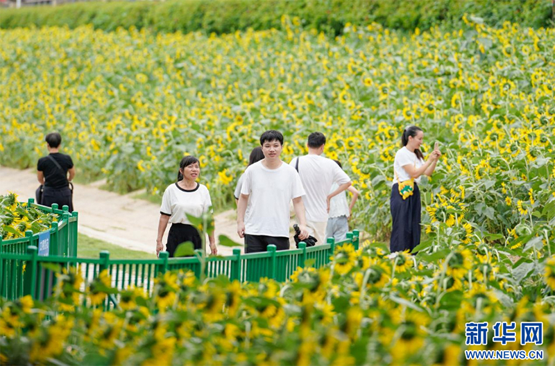 游客漫步向日葵花海。新华网 蒋巧玲 摄