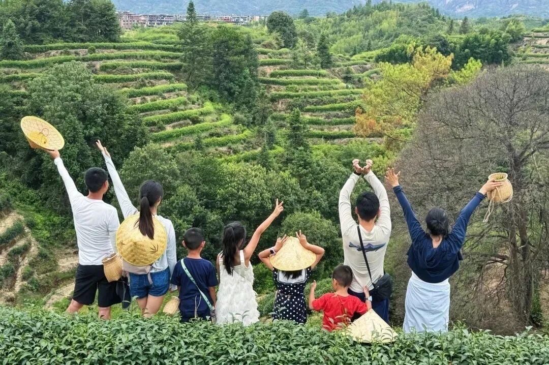 游人采青、摇青、揉捻，沉浸式体验制茶。