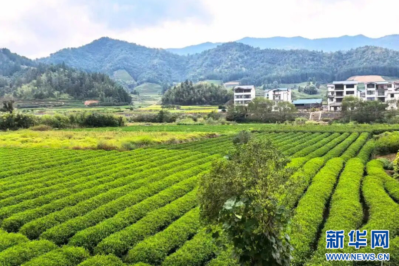 武夷山国家公园1号风景道旁的茶园。（裴礼辉 摄）