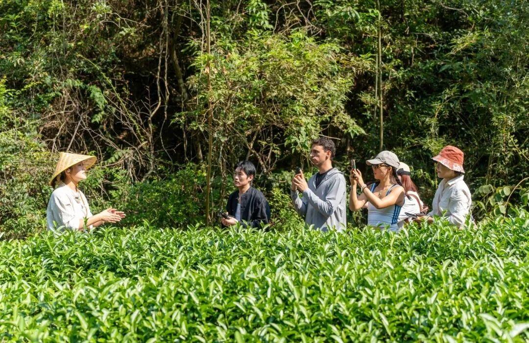 游人采青、摇青、揉捻，沉浸式体验制茶。
