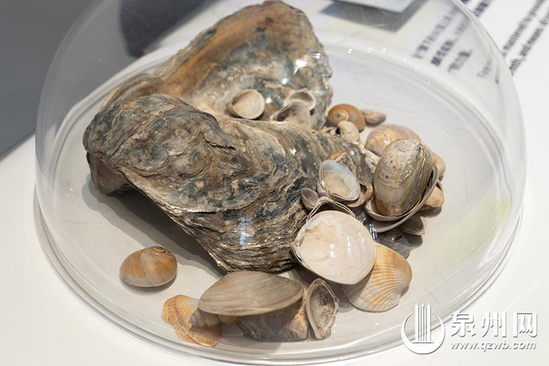 泉州石器时代遗址常见食用贝类化石标本。