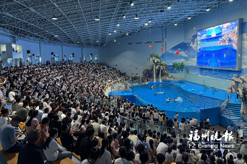 罗源湾海洋世界的海豚表演，吸引了众多游客。罗源县融媒体中心供图