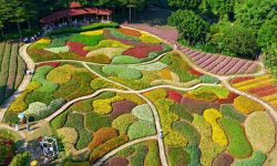 福建厦门：5300平方米“调色盘”秋日花海盛放