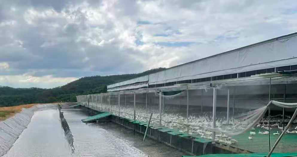 千年珍禽振翅！连城白鸭串起13亿元富民产业链
