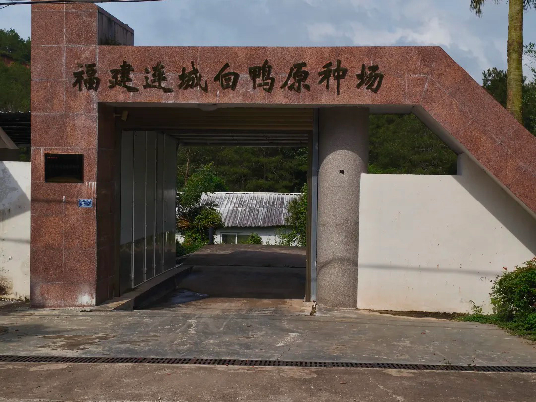千年珍禽振翅！连城白鸭串起13亿元富民产业链