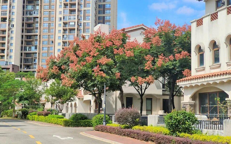漳州街头的栾树枝头挂满了红艳艳的蒴果，像无数个灯笼缀在绿叶之间，与安置地烟火气相融，为居民生活增添暖色，呈现独特秋日景致。