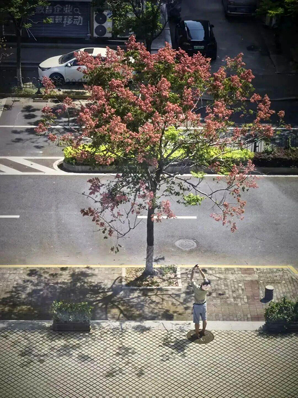 漳州街头的栾树枝头挂满了红艳艳的蒴果，像无数个灯笼缀在绿叶之间，与安置地烟火气相融，为居民生活增添暖色，呈现独特秋日景致。