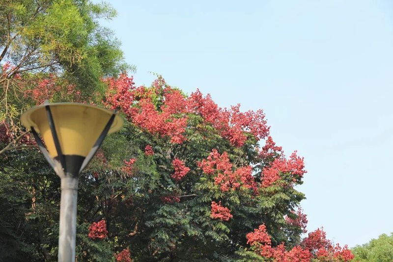 漳州街头的栾树枝头挂满了红艳艳的蒴果，像无数个灯笼缀在绿叶之间，与安置地烟火气相融，为居民生活增添暖色，呈现独特秋日景致。
