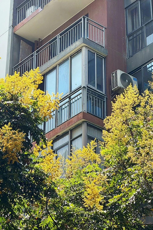 漳州街头的栾树枝头挂满了红艳艳的蒴果，像无数个灯笼缀在绿叶之间，与安置地烟火气相融，为居民生活增添暖色，呈现独特秋日景致。