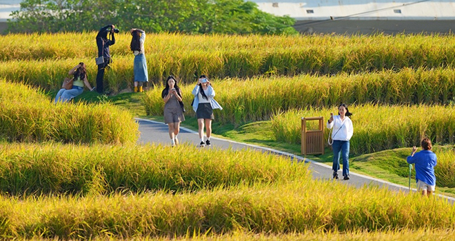 福建厦门：千亩金黄稻浪起
