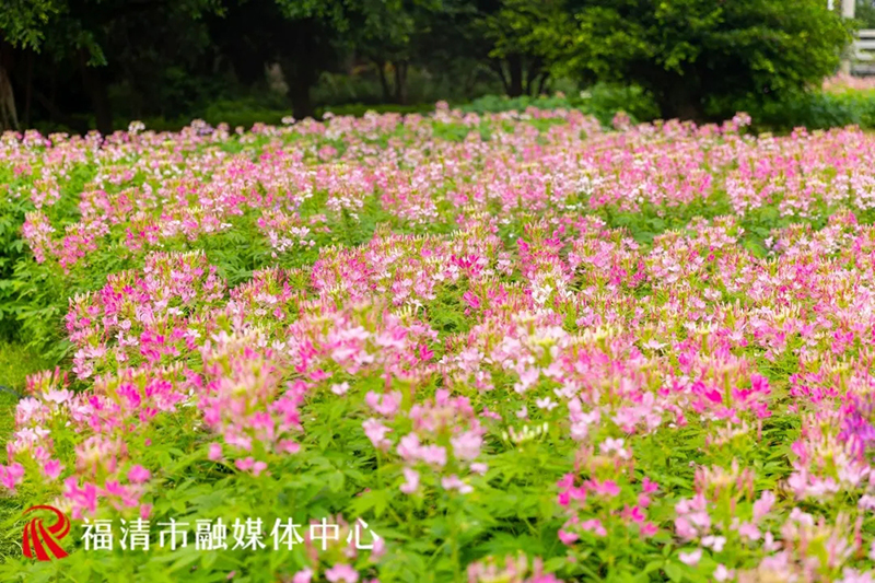 近日，福清龙江公园外滩一片3.4万株的醉蝶花盛开了。福清市影像中心供图