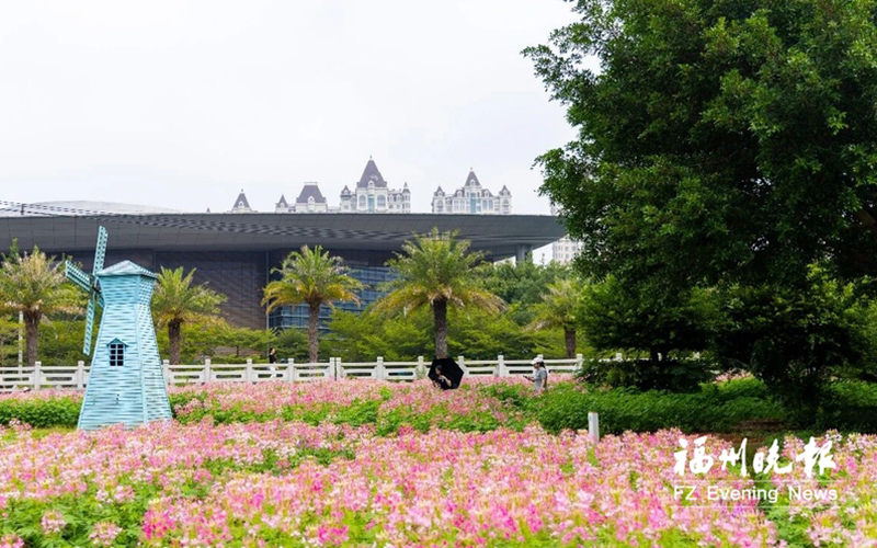 近日，福清龙江公园外滩一片3.4万株的醉蝶花盛开了。福清市影像中心供图