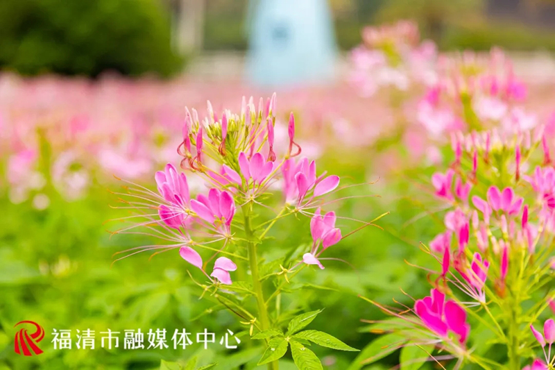 近日，福清龙江公园外滩一片3.4万株的醉蝶花盛开了。福清市影像中心供图