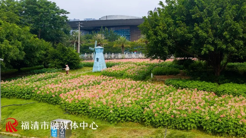 近日，福清龙江公园外滩一片3.4万株的醉蝶花盛开了。福清市影像中心供图