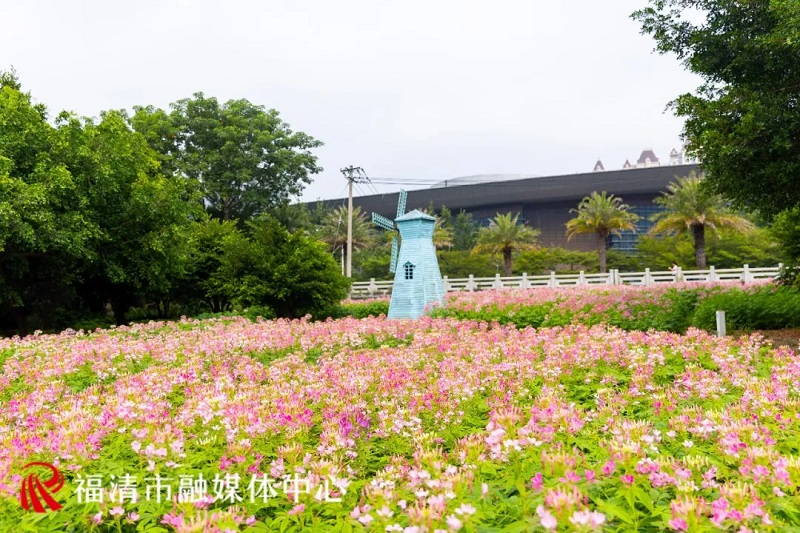 近日，福清龙江公园外滩一片3.4万株的醉蝶花盛开了。福清市影像中心供图