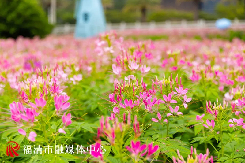近日，福清龙江公园外滩一片3.4万株的醉蝶花盛开了。福清市影像中心供图
