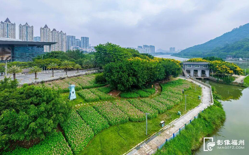 近日，福清龙江公园外滩一片3.4万株的醉蝶花盛开了。福清市影像中心供图