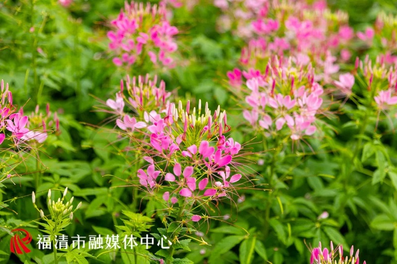 近日，福清龙江公园外滩一片3.4万株的醉蝶花盛开了。福清市影像中心供图