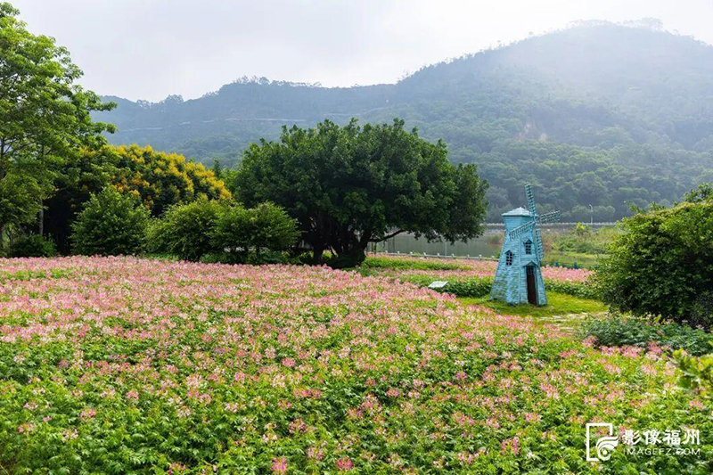 近日，福清龙江公园外滩一片3.4万株的醉蝶花盛开了。福清市影像中心供图